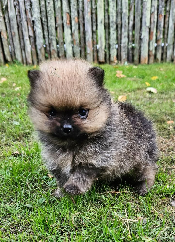 Pomeranian