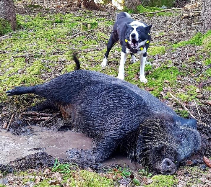 Karelian Bear Dog