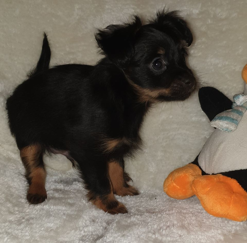 Kennel Macollie