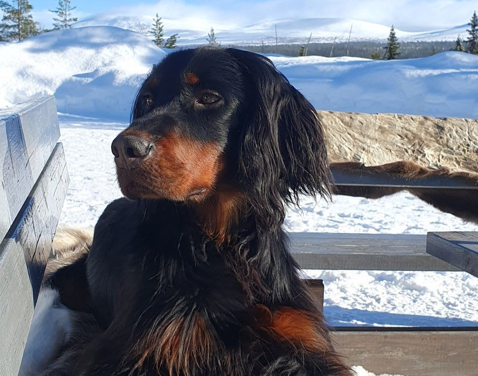 Härjedalsguidernas