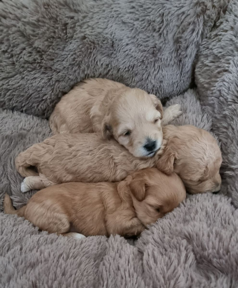 Maltipoo