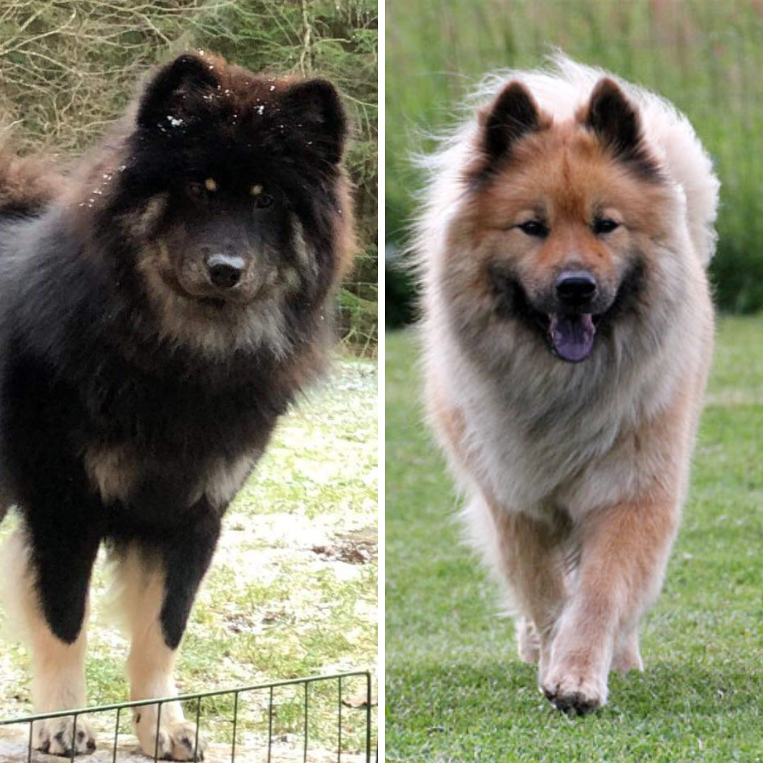 Kennel Sorschies