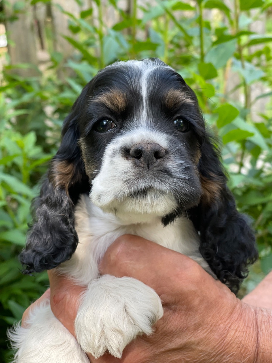 American Cocker Spaniel