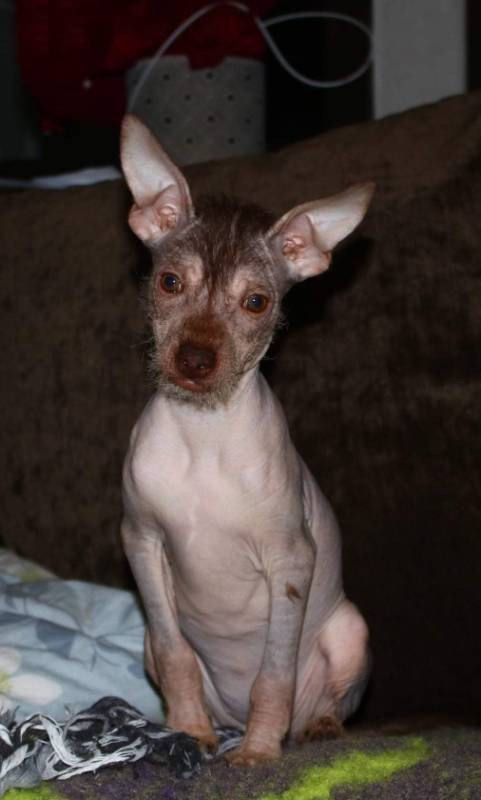 Xoloitzcuintle