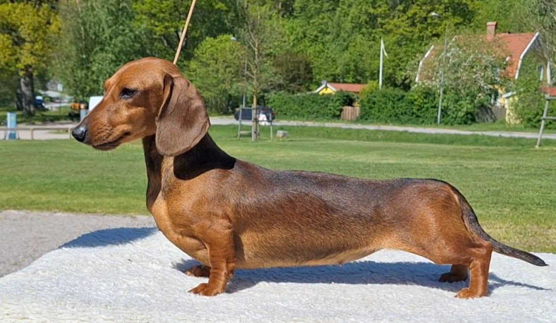 SE20443/2025 Kromi Crespalia