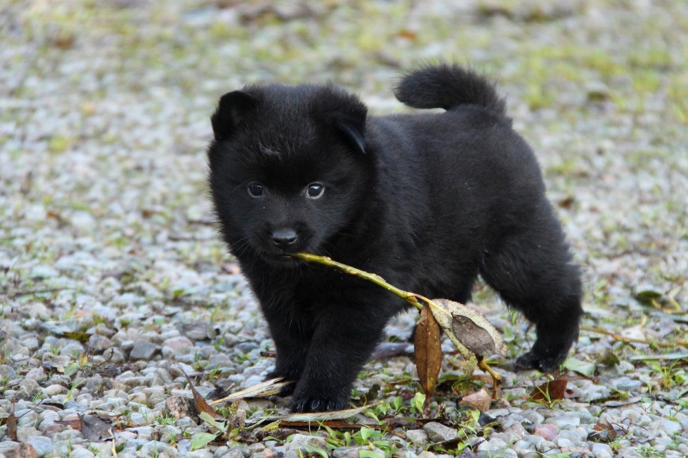 Schipperke
