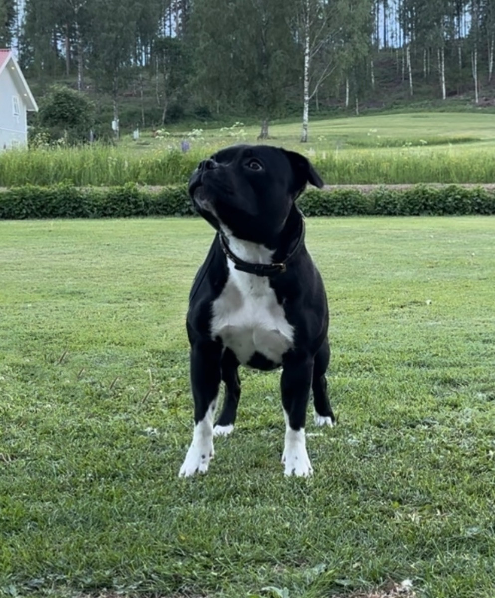 Staffordshire bullterrier