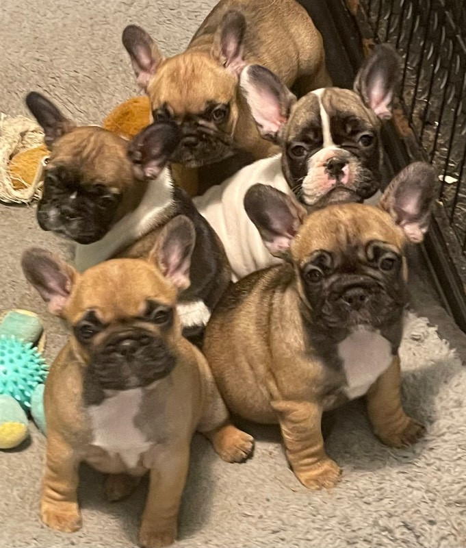 Los Dinegro's kennel