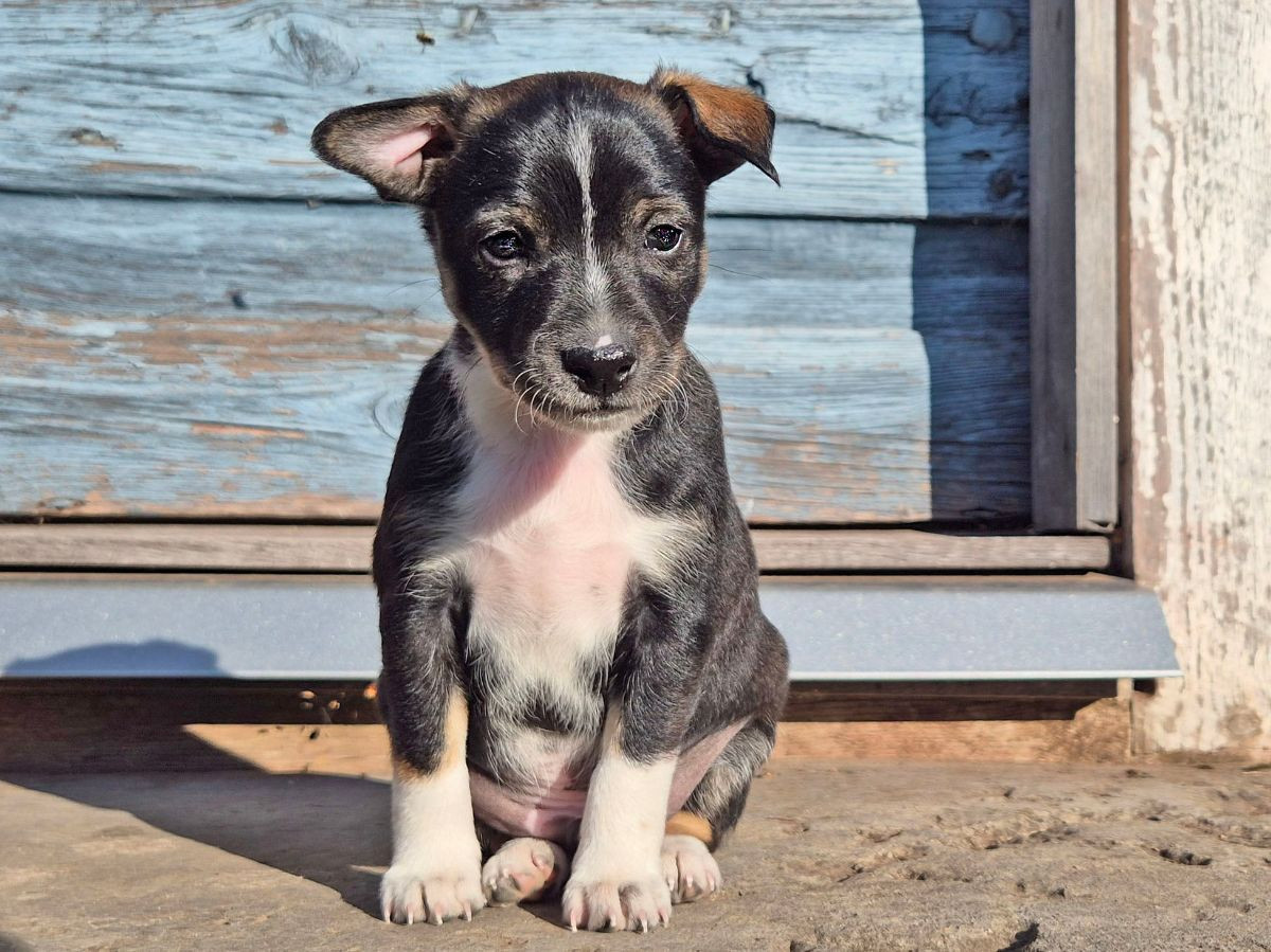 Xoloitzcuintle