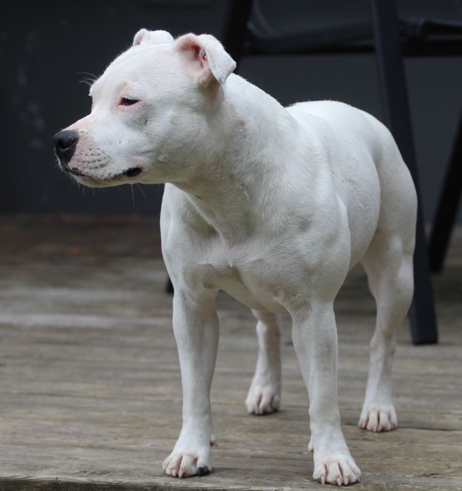 Tattmans kennel