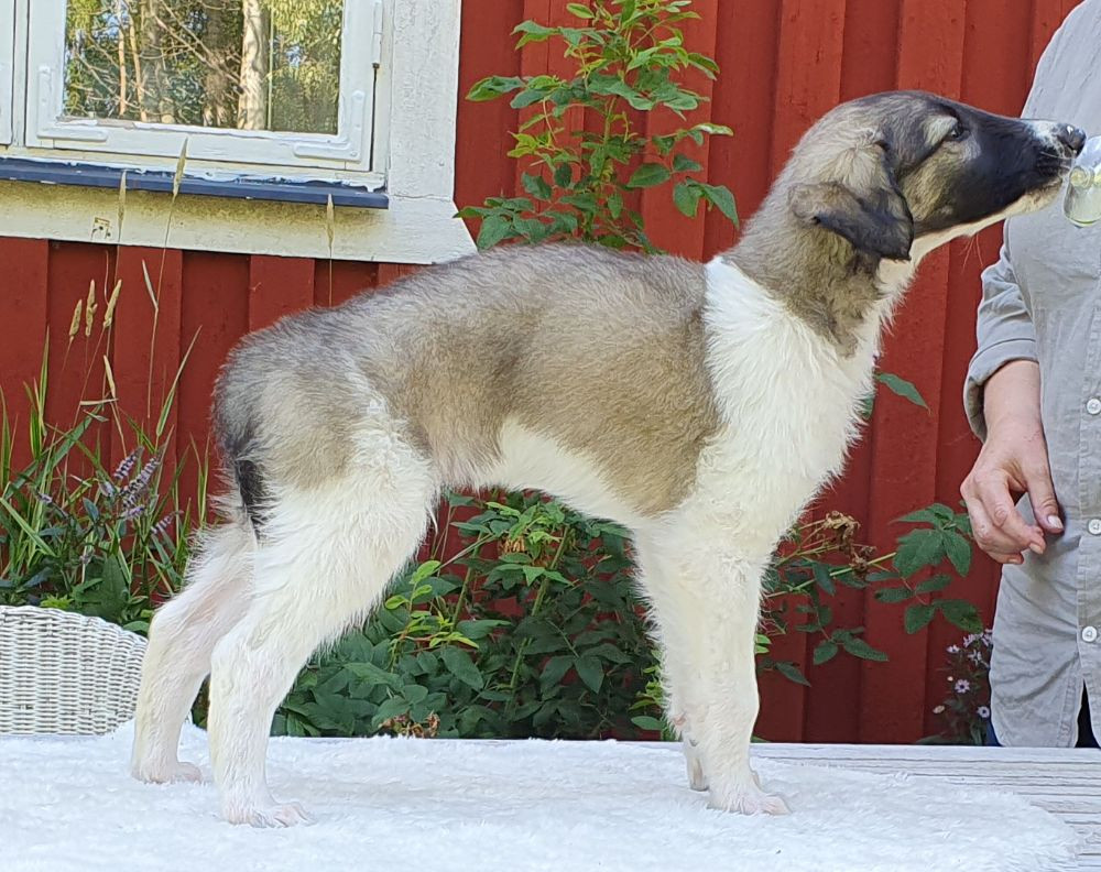 Borzoi