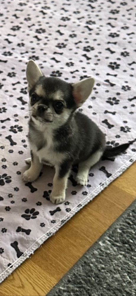 Chihuahua