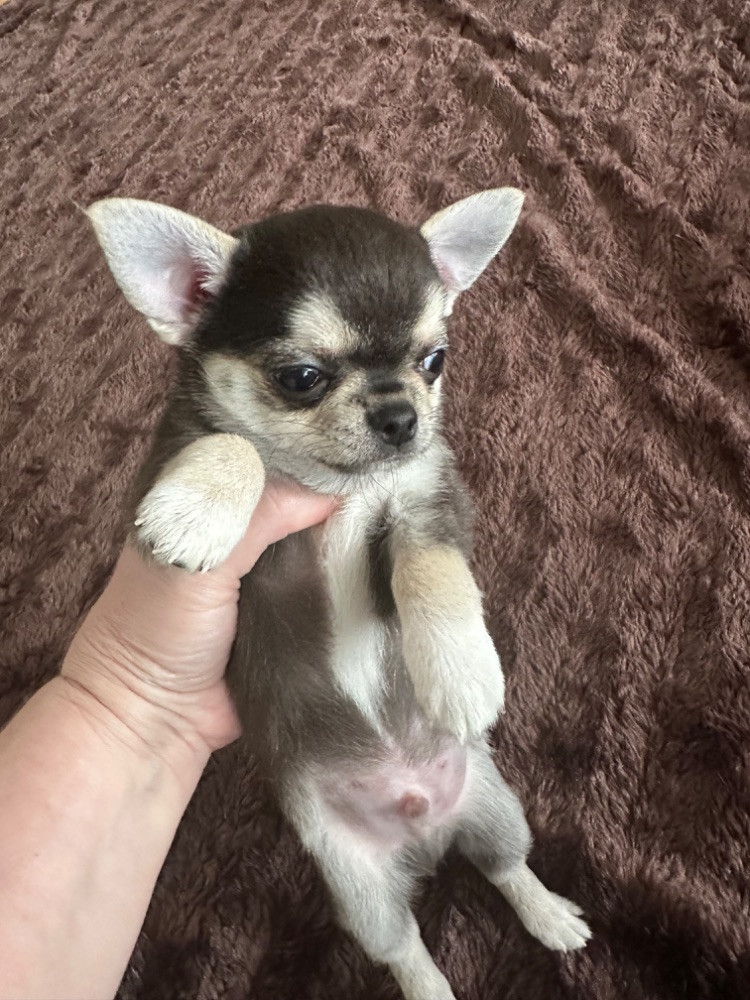 Mini chipette