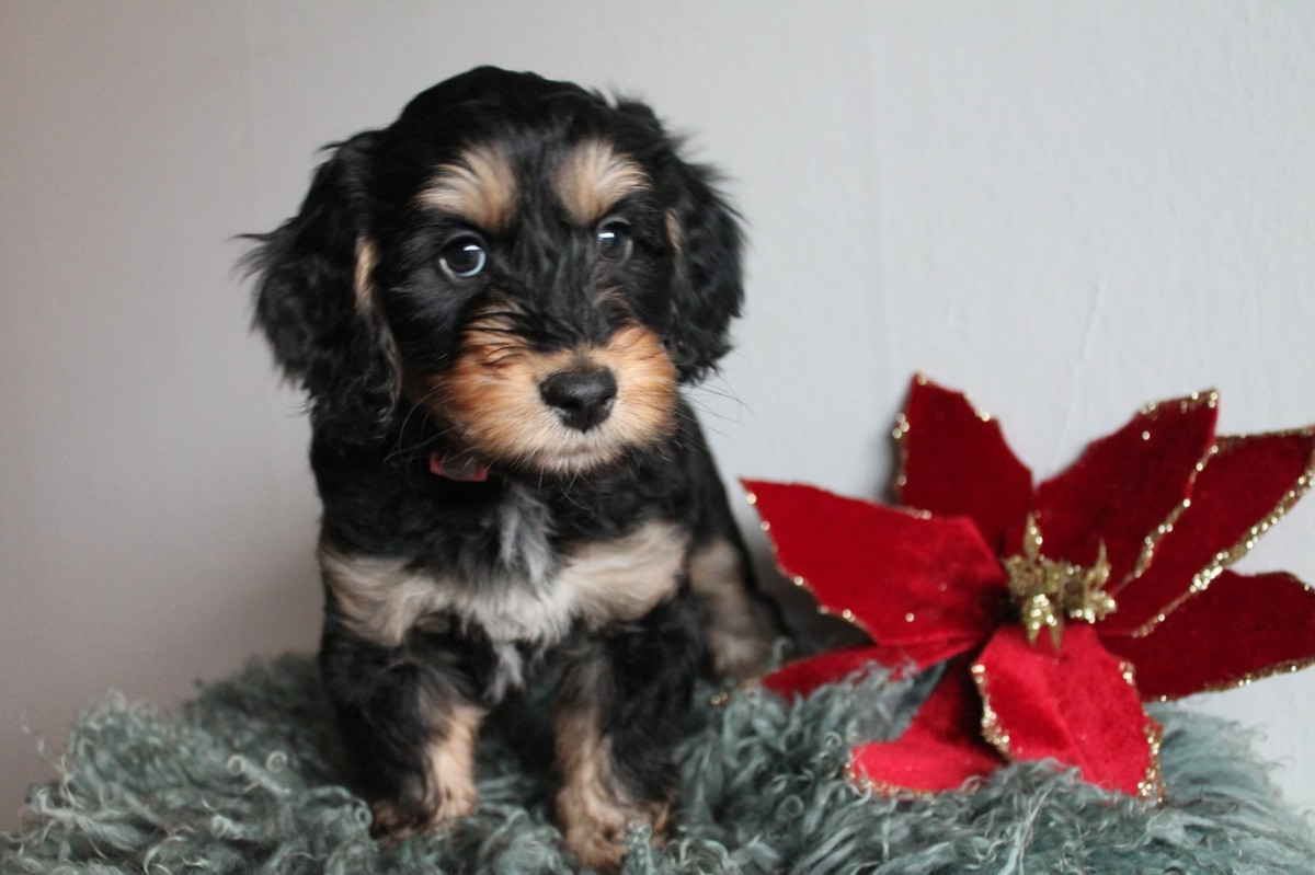 Mini Aussiedoodle tik