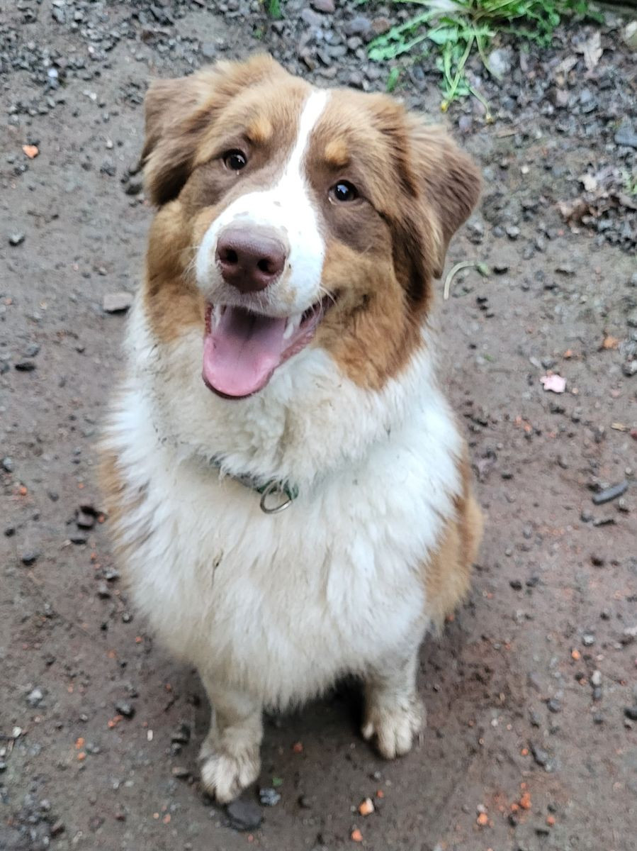 Australian Shepherd