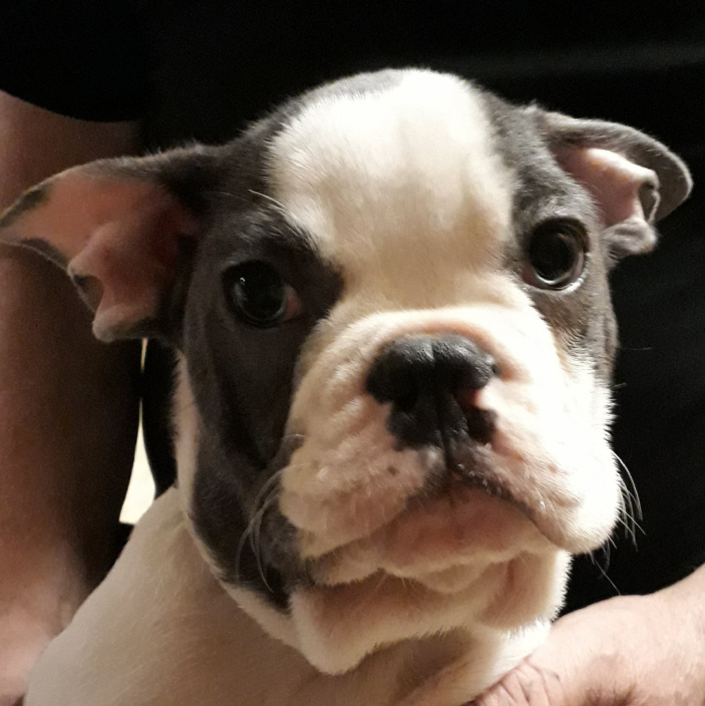 Kennel Ebonyzet
