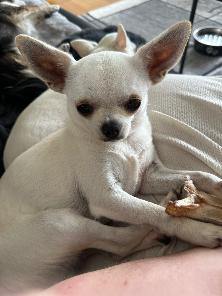 Mini chipette