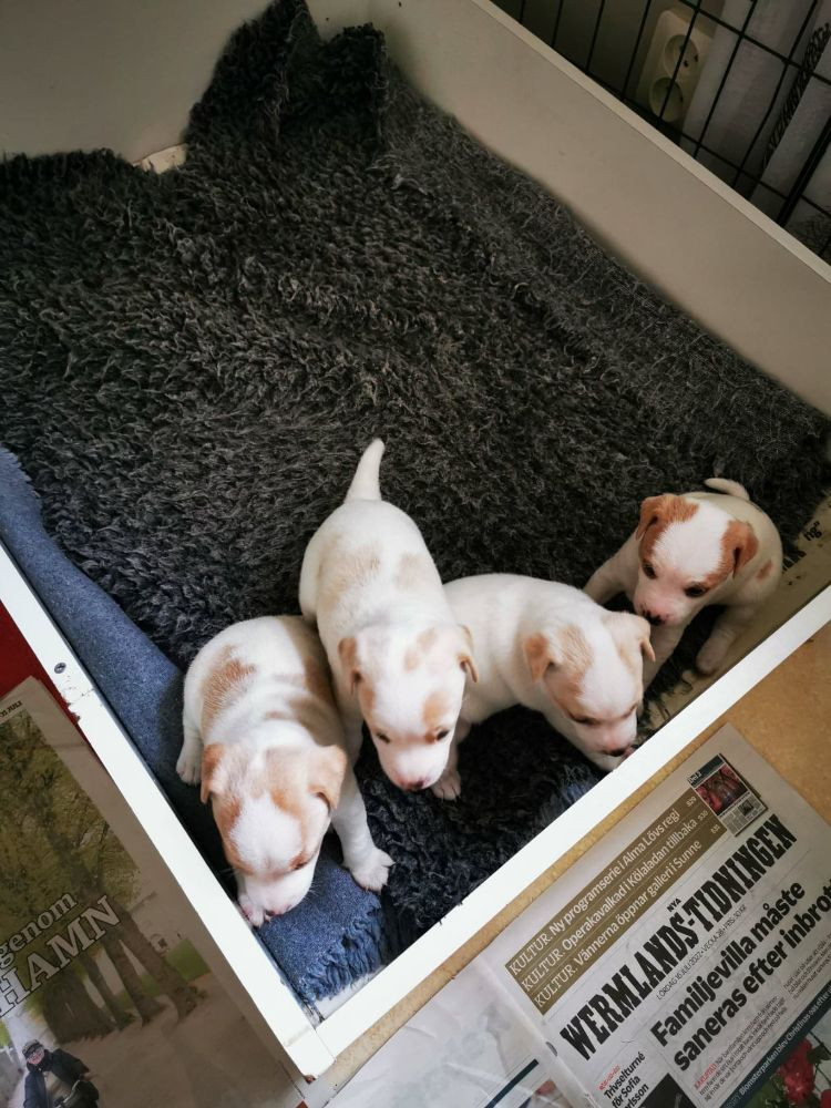 Dogs for youtoo