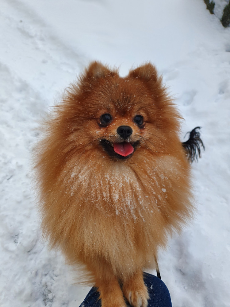 Fluffy Soul's