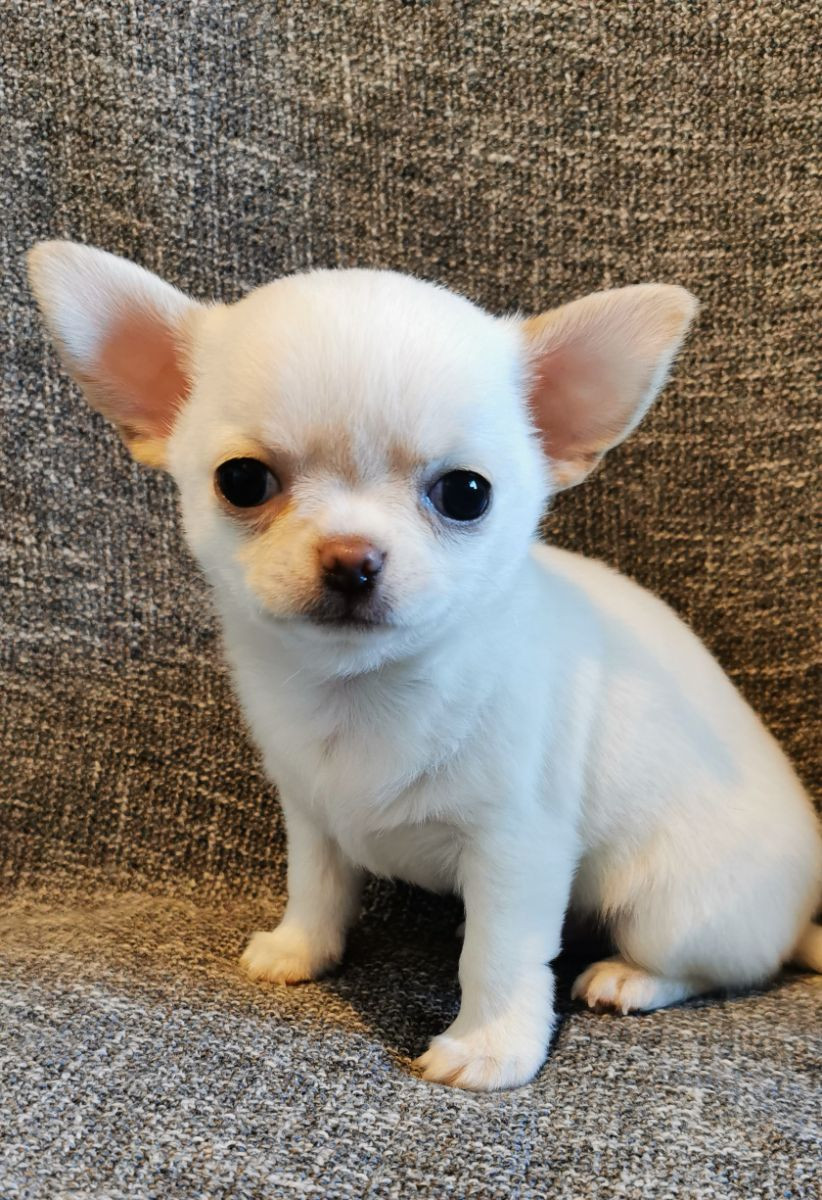 Chihuahua