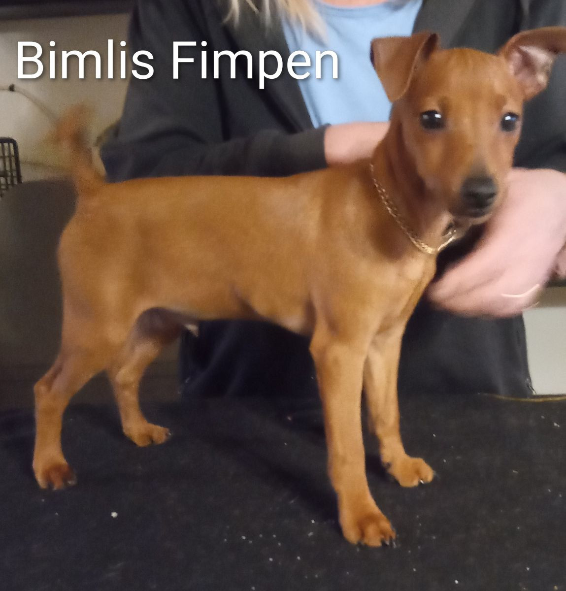 Miniature Pinscher · 2025-08-16 · Motala · Arne J.