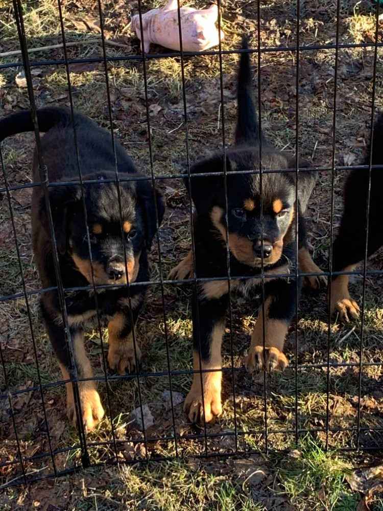 Kennel Tapto's