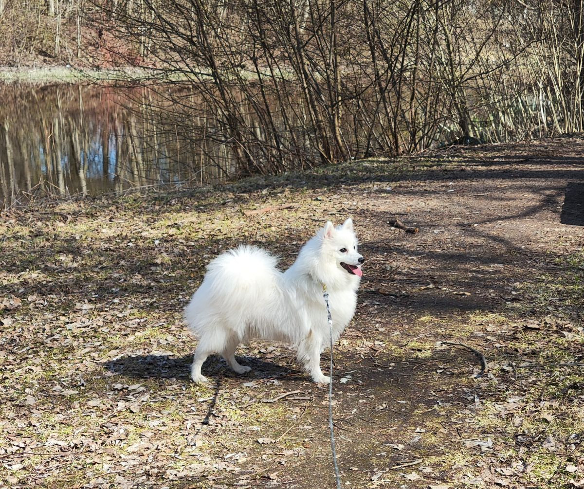Tinto's kennel