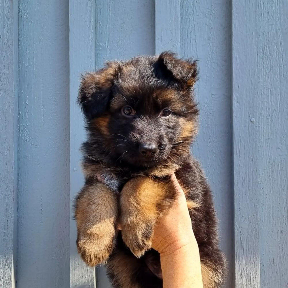 German Shepherd Dog