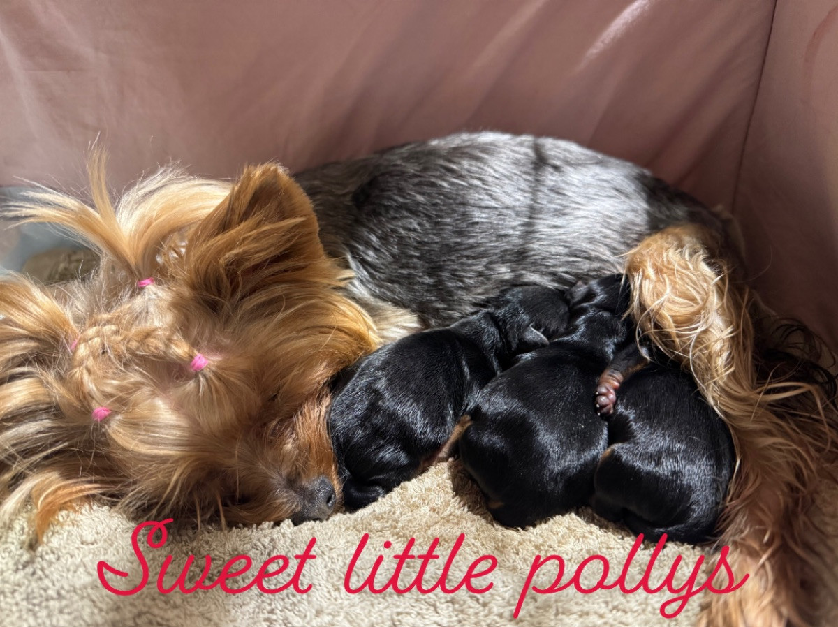 Yorkshire Terrier