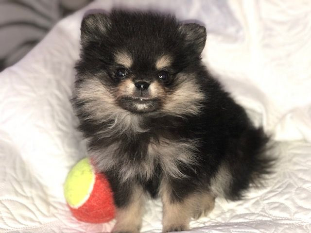 Pomeranian