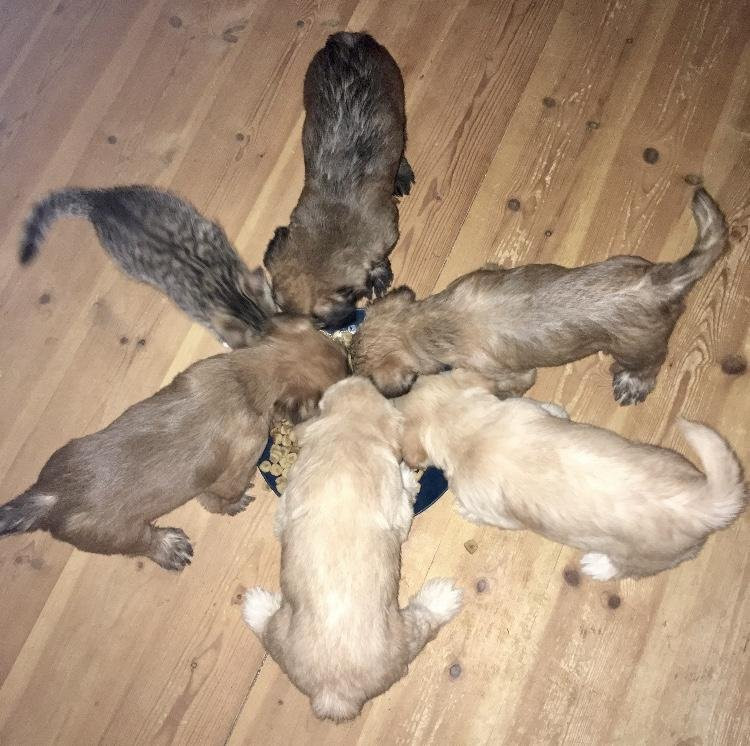 Irish Soft Coated Wheaten Terrier