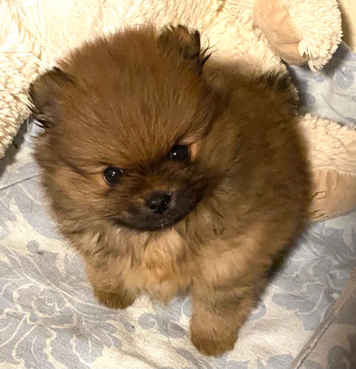Pomeranian