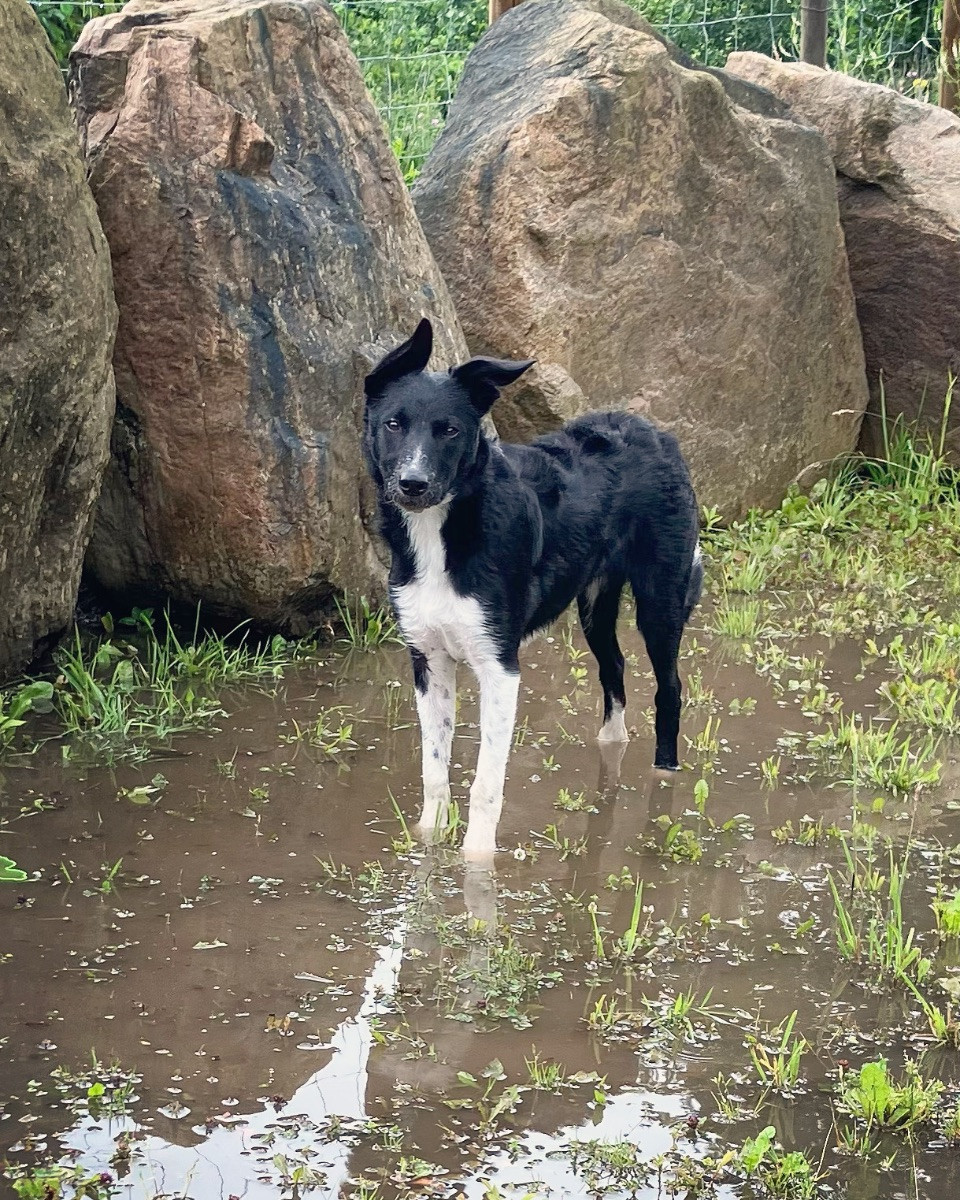 Border Collie