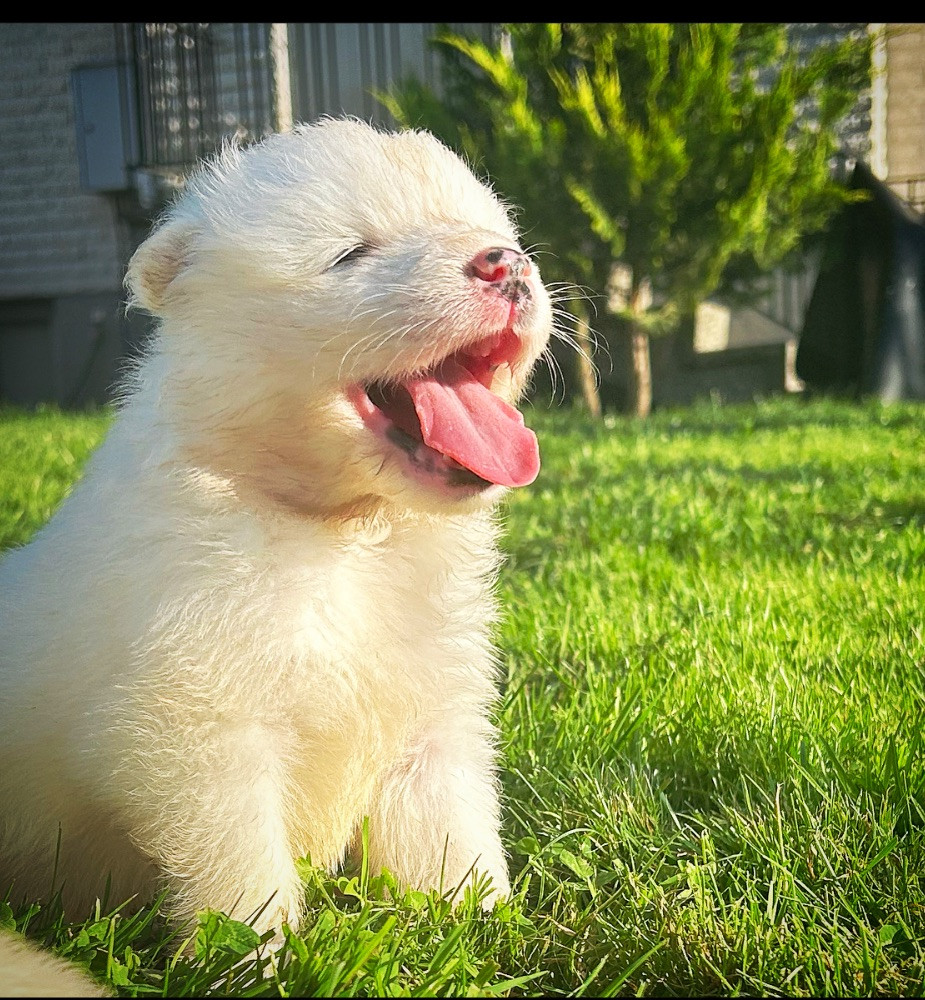 Dvärgpinscher