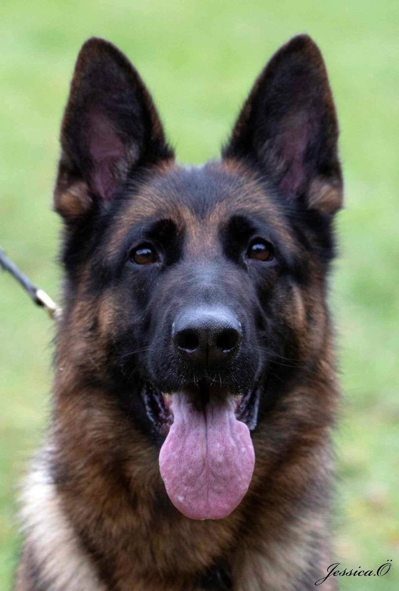 German Shepherd Dog