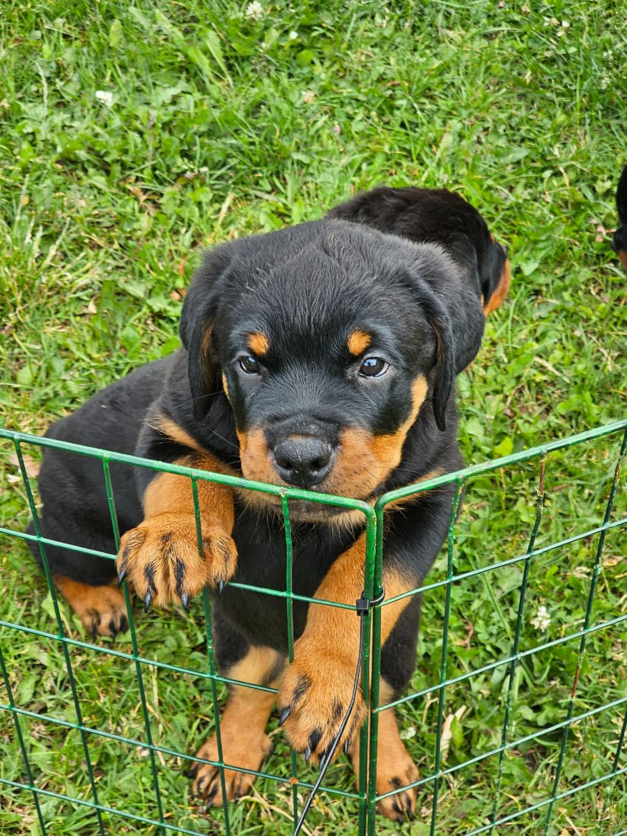 Rottweiler