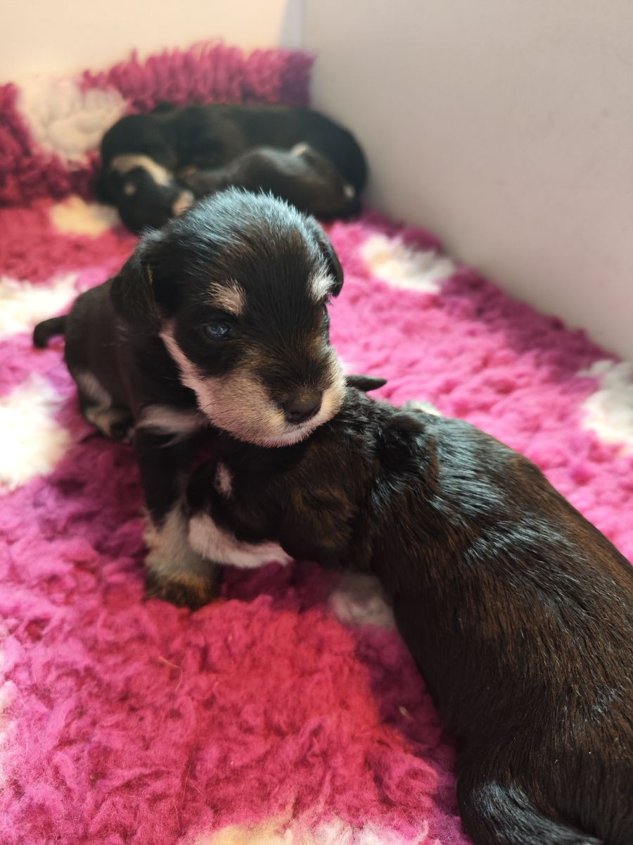 Dværgschnauzer
