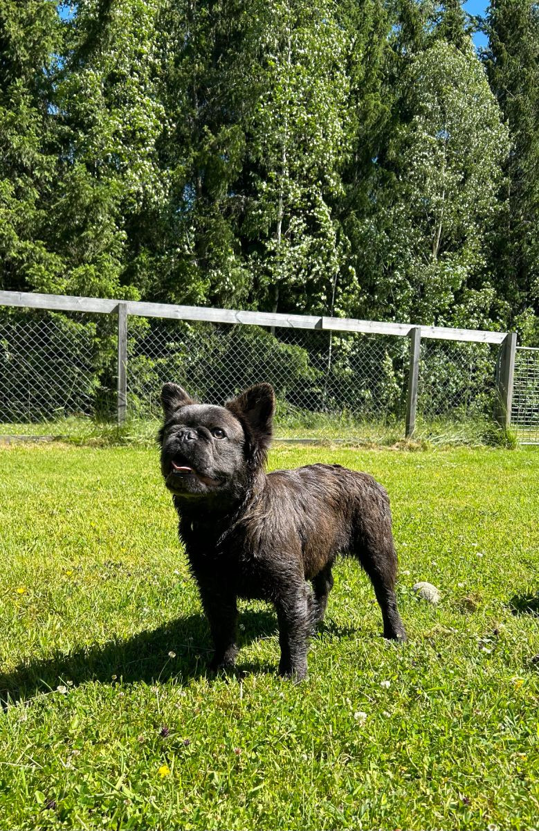 French Bulldog