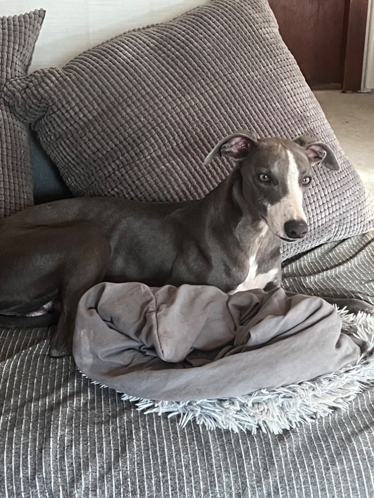 Whippet