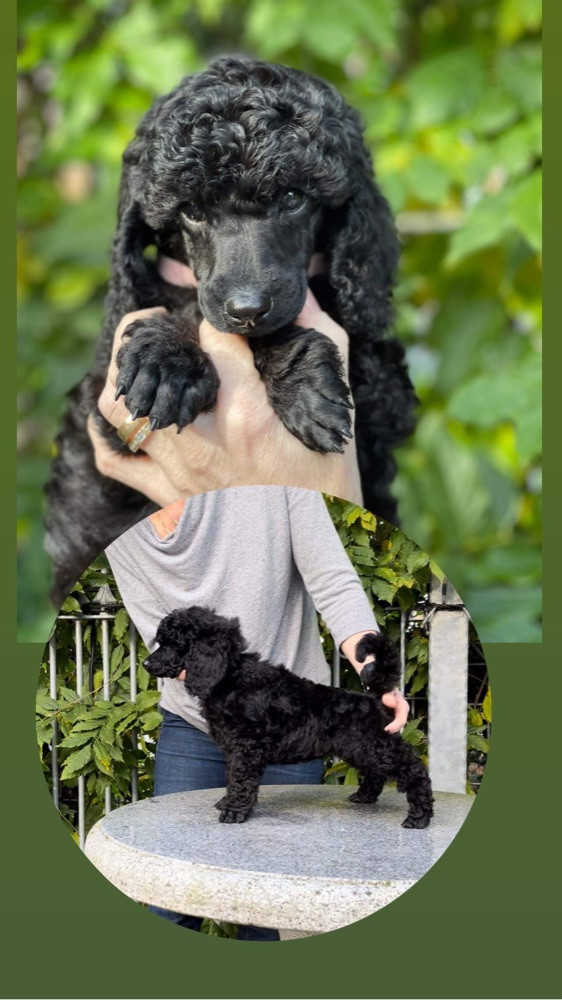 Irrblossets
