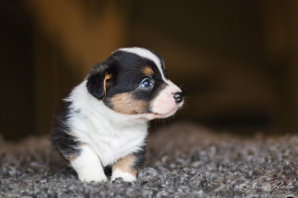 Welsh Corgi Cardigan