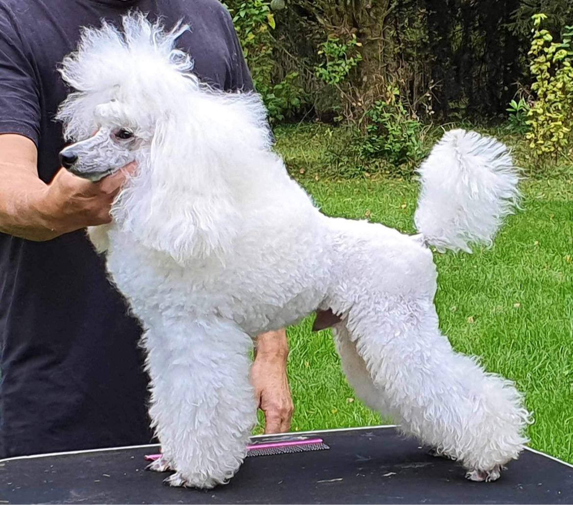 Miniature Poodle · 2025-10-19 · Tyresö · Anuradha's