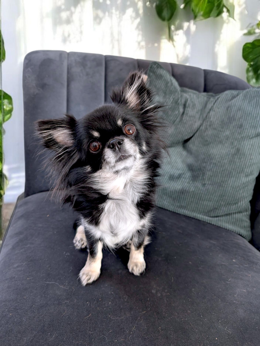 Kit Kat Av Små Poter-Dype Spor