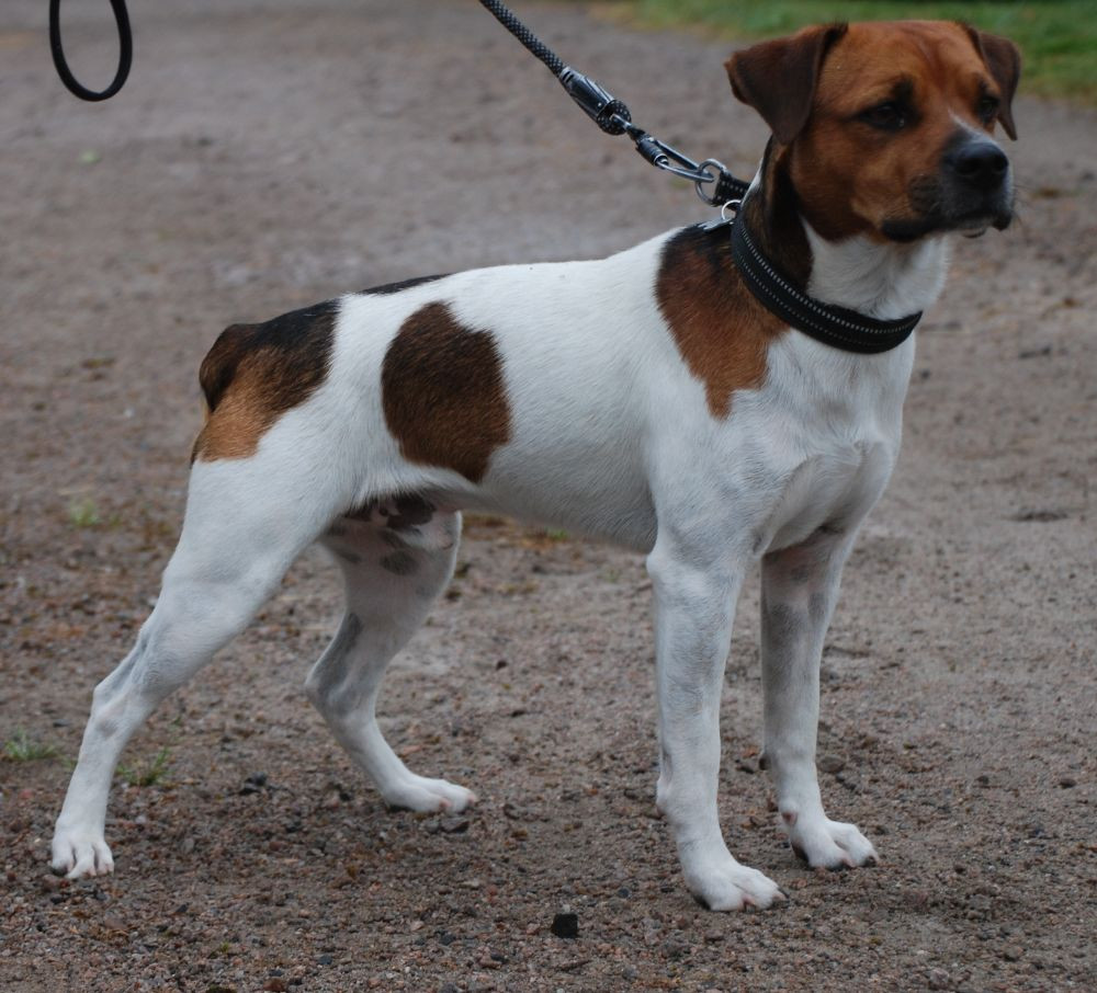 Danish Swedish Farmdog