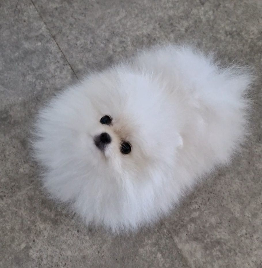 Skogskullens