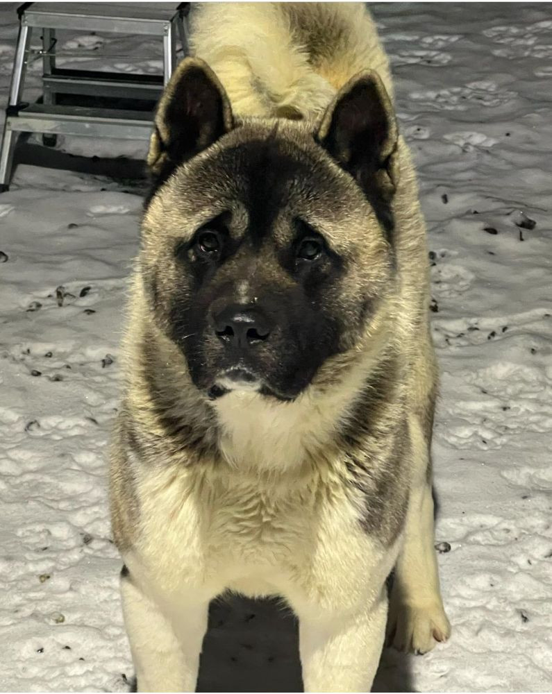 Huses Akita