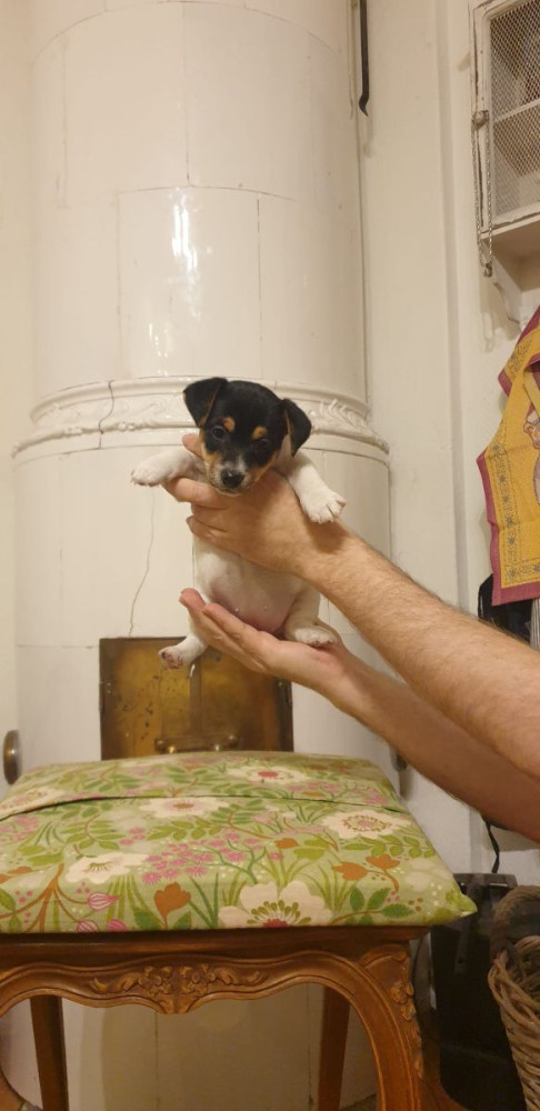 Jack Russell Terrier