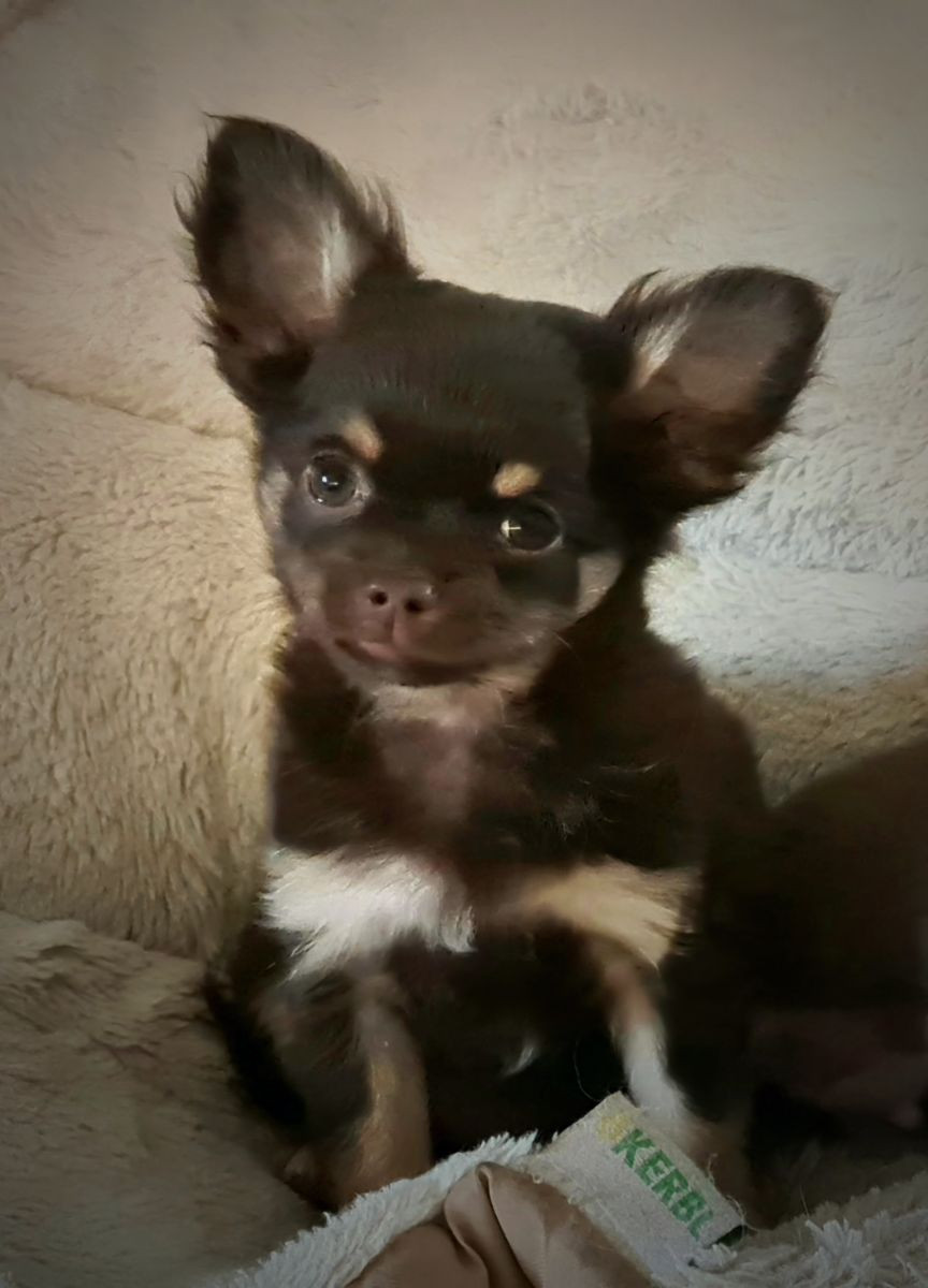 Chihuahua