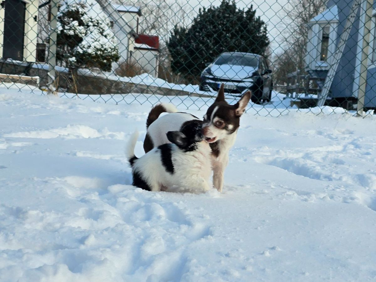 Millieen's kennel