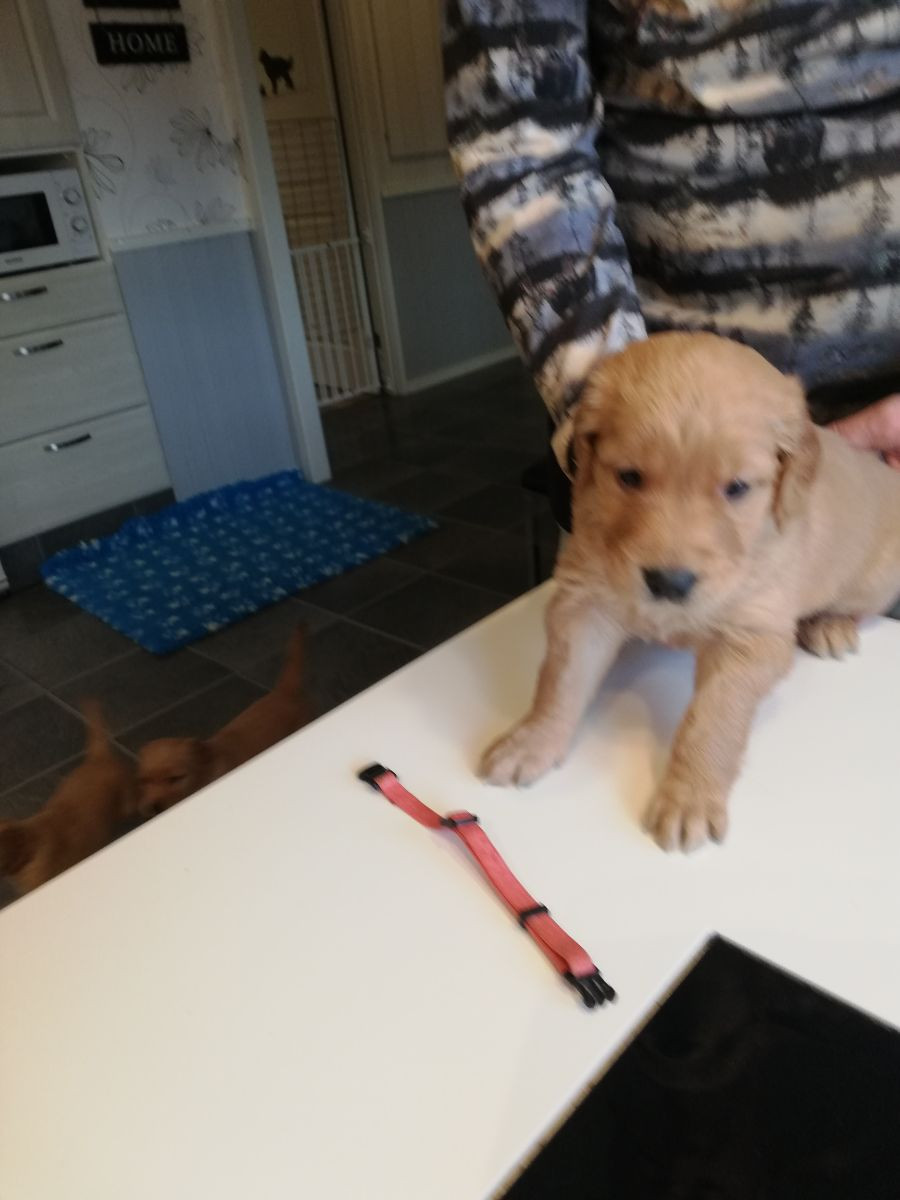 Golden retriever